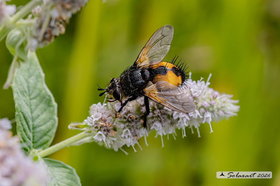 Nowickia ferox