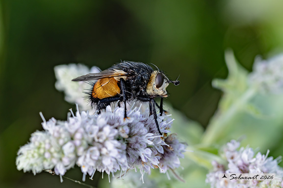 Nowickia ferox