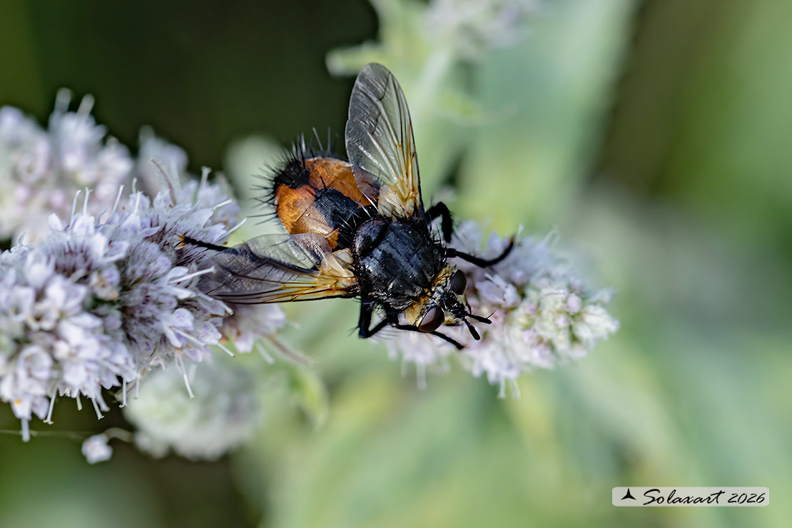 Nowickia ferox