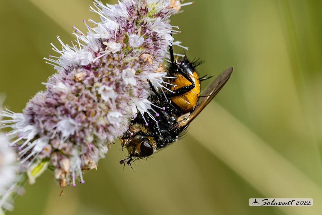 Nowickia ferox