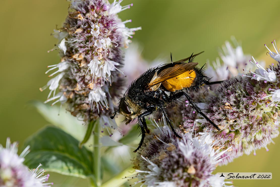 Nowickia ferox