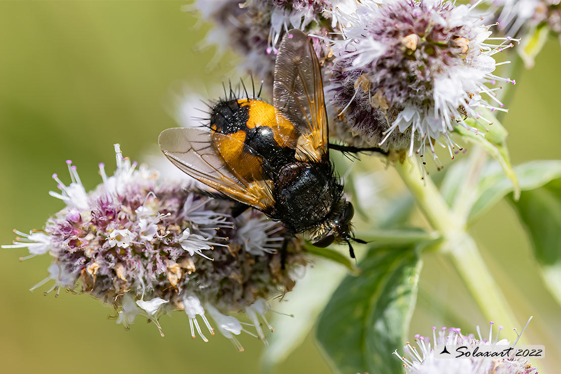 Nowickia ferox