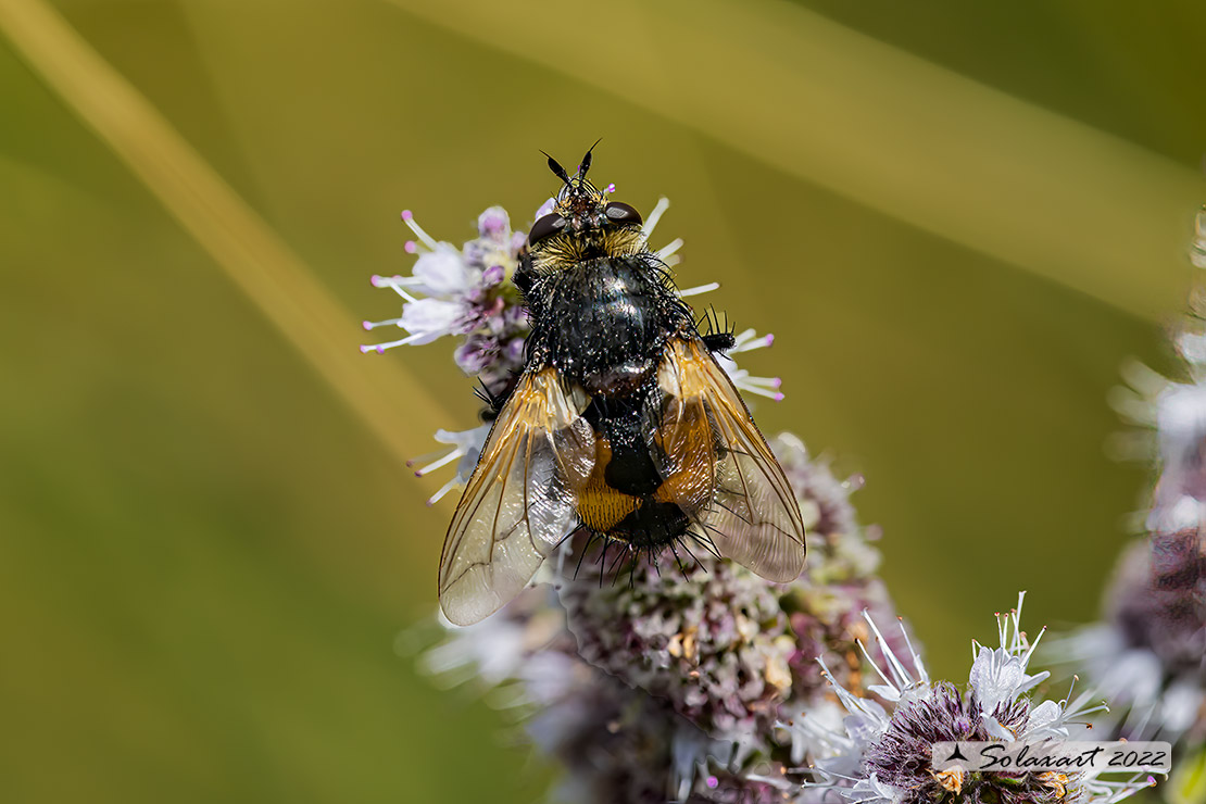 Nowickia ferox