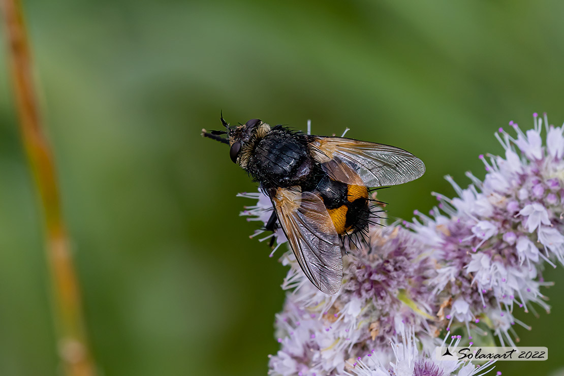 Nowickia ferox