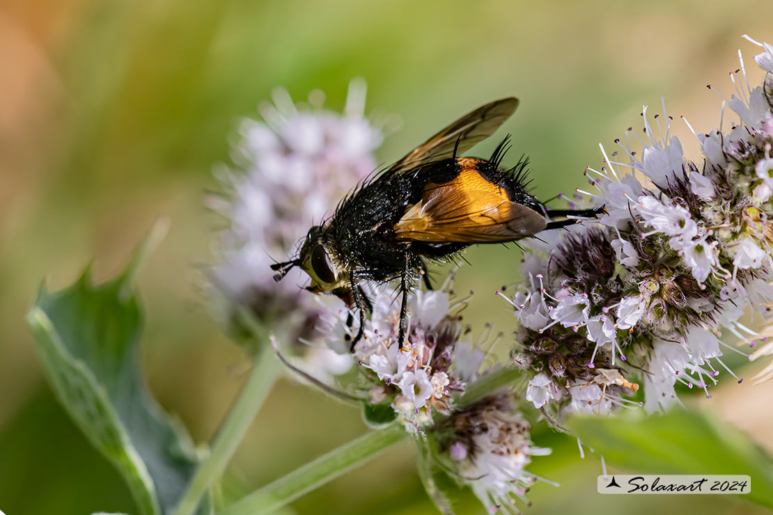 Nowickia ferox