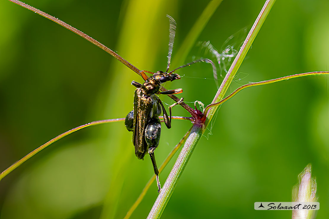 Oedemera flavipes  -  Thick-Legged Flower Beetle