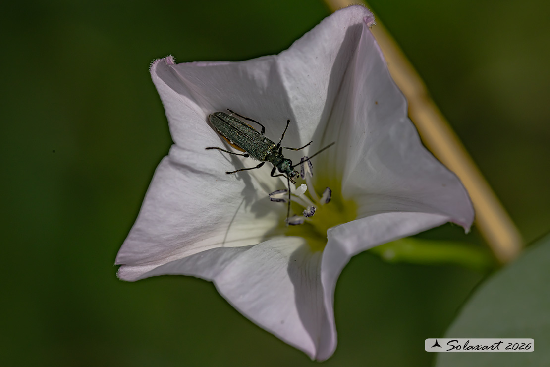 Oedemera nobilis (femmina); Thick-Legged Flower Beetle (female)