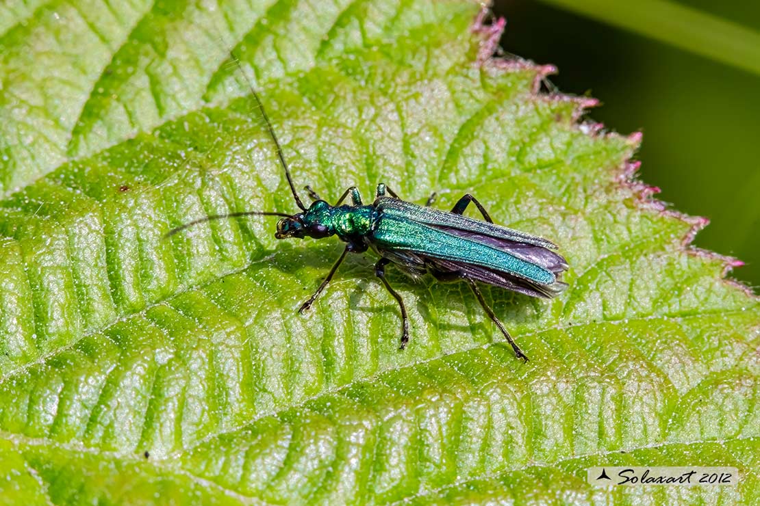 Oedemera nobilis  (maschio)  -  Thick-Legged Flower Beetle  (male)