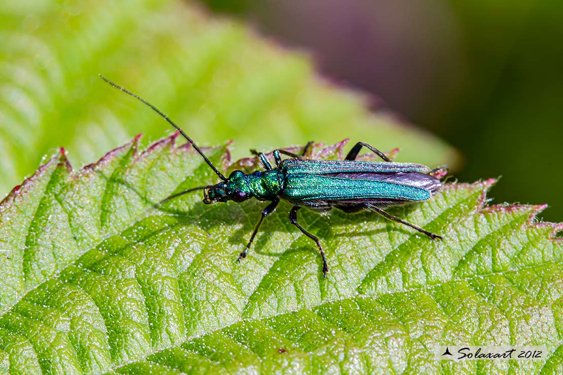 Oedemera nobilis  (maschio)  -  Thick-Legged Flower Beetle  (male)