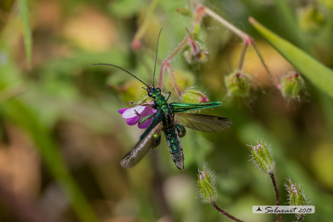 Oedemera; nobilis