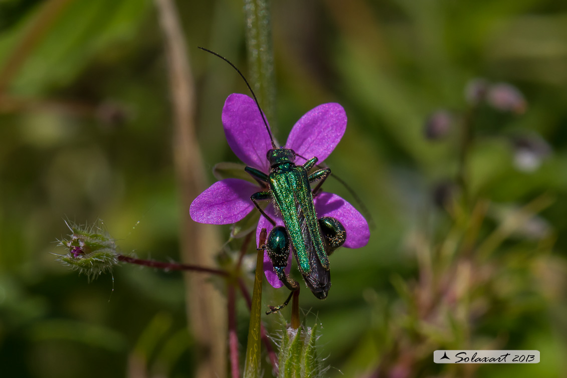 Oedemera; nobilis
