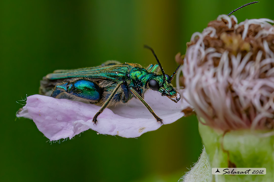 Oedemera nobilis  (maschio)  -  Thick-Legged Flower Beetle  (male)