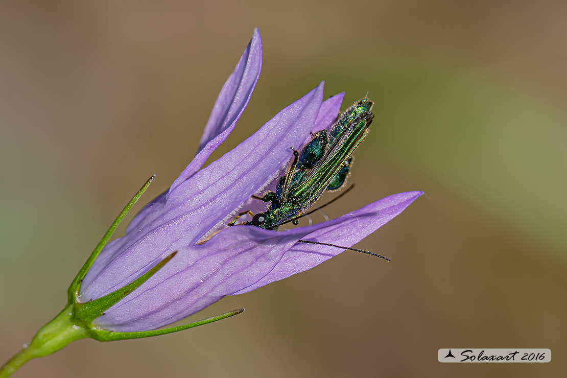 Oedemera nobilis  (maschio)  -  Thick-Legged Flower Beetle  (male)