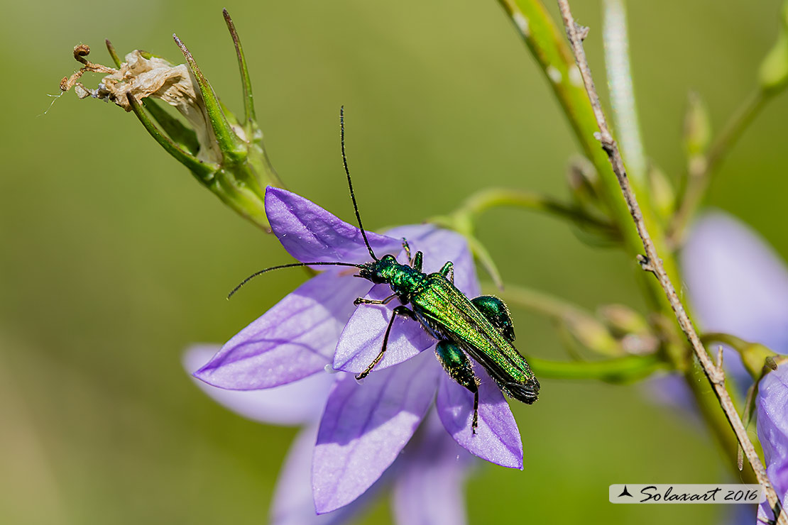 Oedemera nobilis  (maschio)  -  Thick-Legged Flower Beetle  (male)