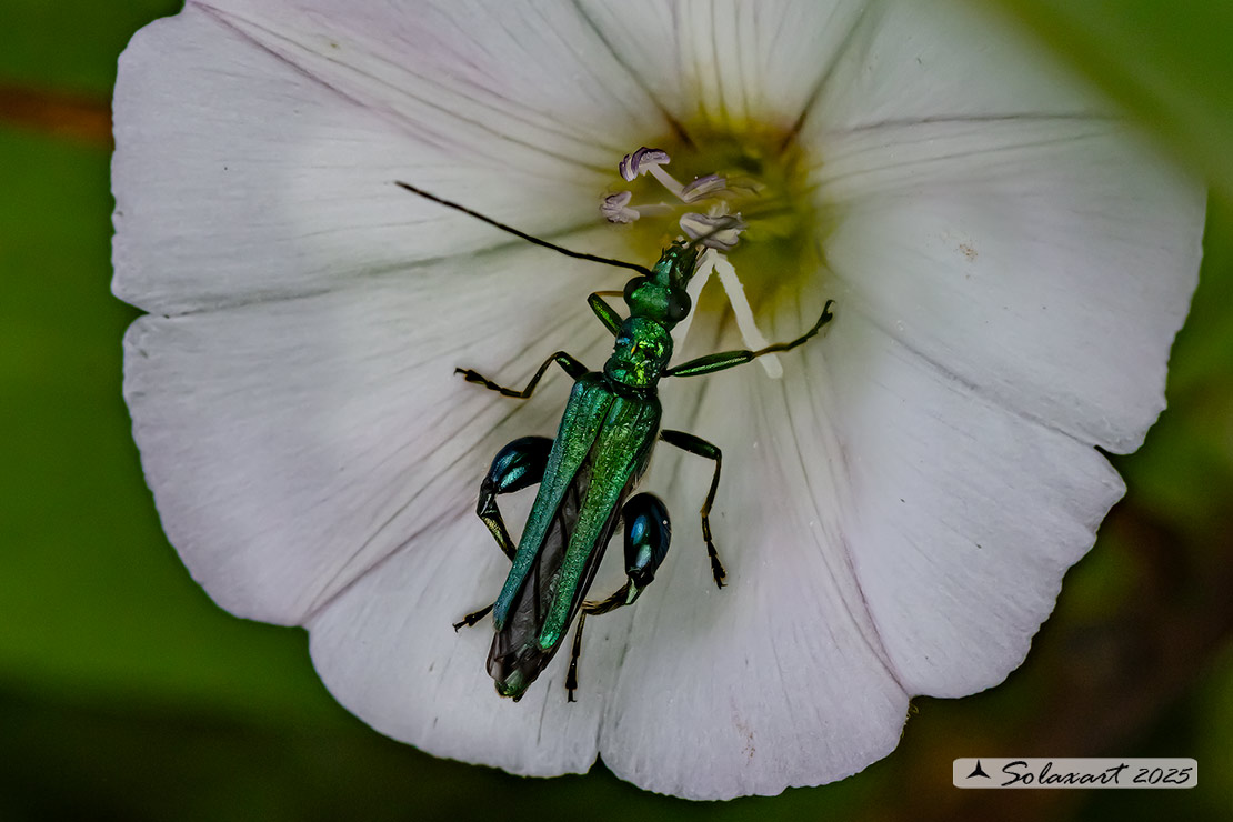 Oedemera nobilis (maschio) - Thick-Legged Flower Beetle (male)