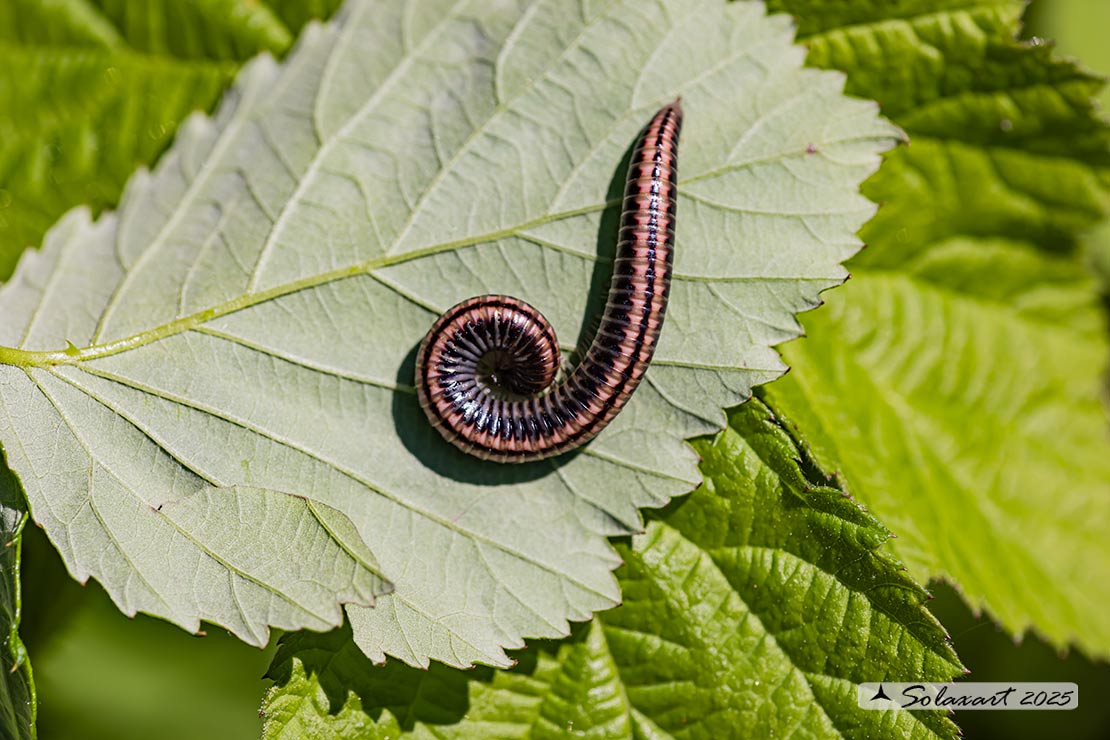 Ommatoiulus sabulosus