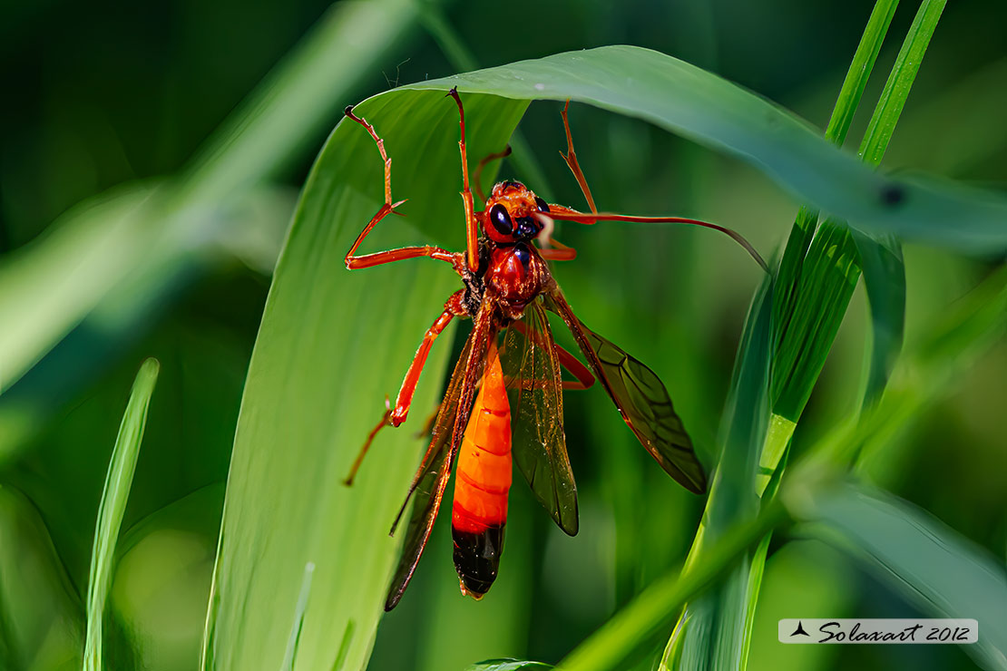 Opheltes glaucopterus