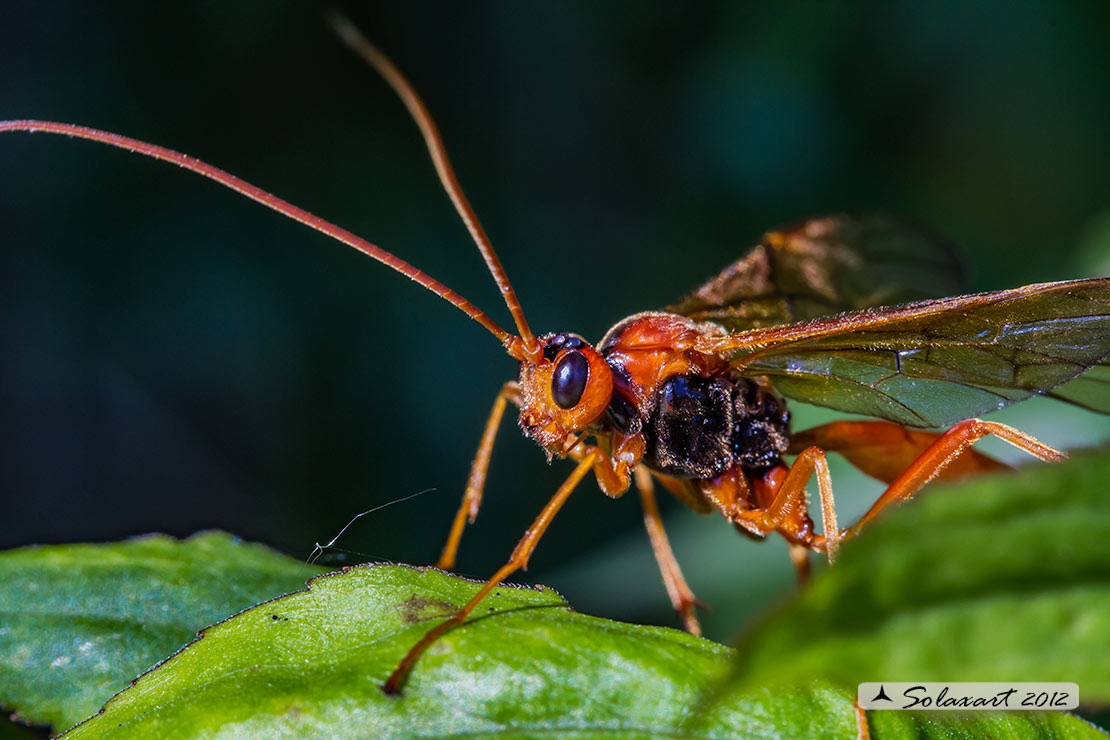 Opheltes glaucopterus