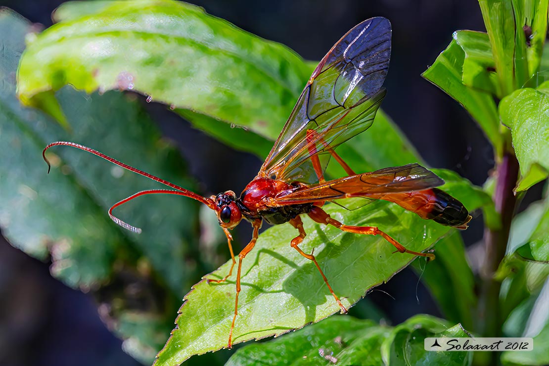 Opheltes glaucopterus