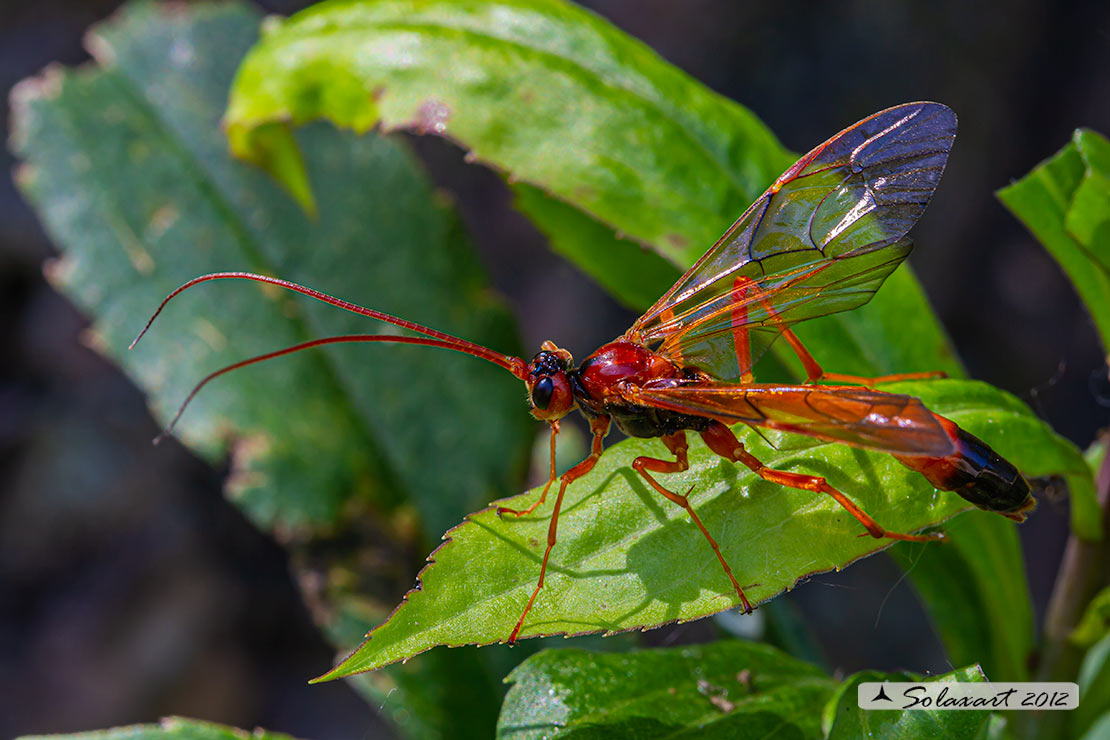 Opheltes glaucopterus