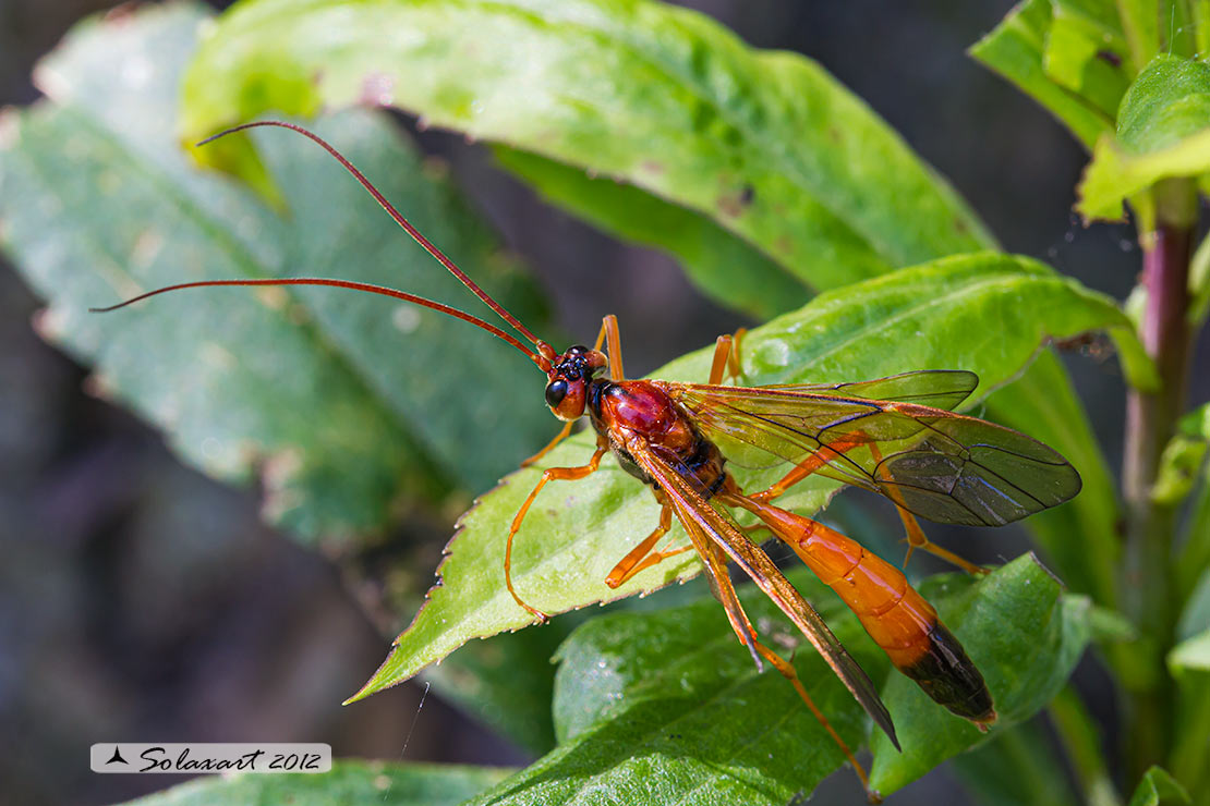 Opheltes glaucopterus