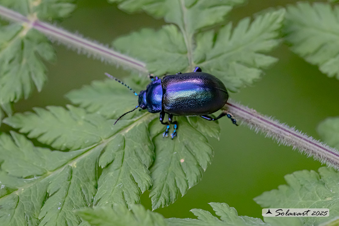 Oreina cacaliae