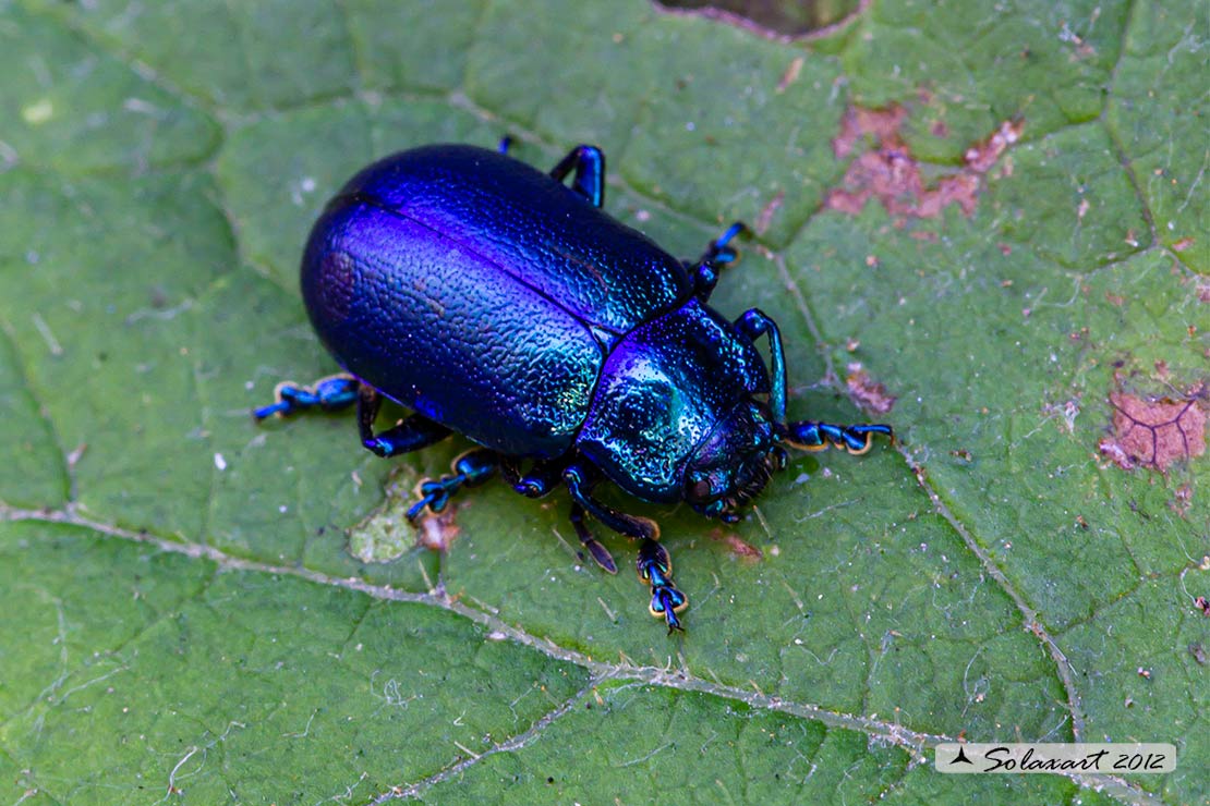 Oreina cacaliae