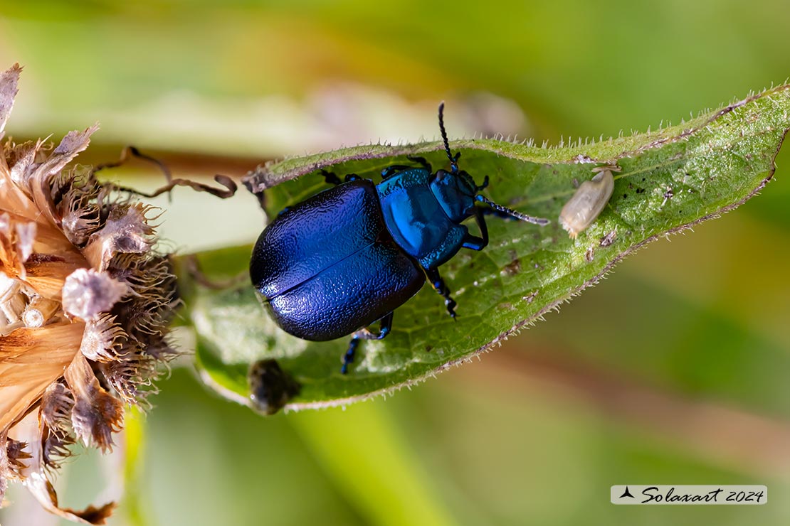 Oreina caerulea