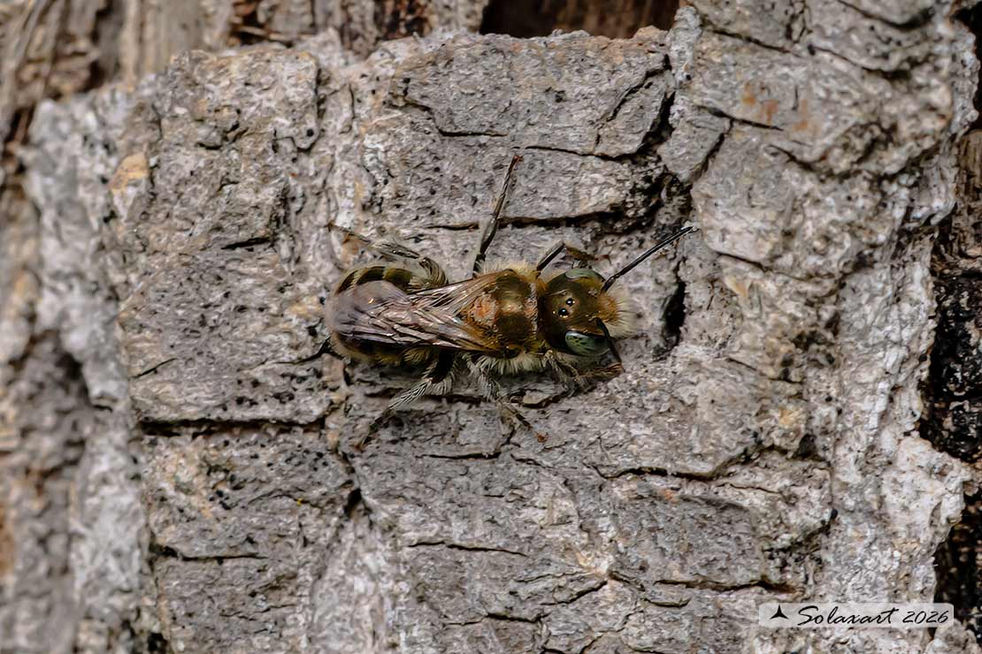 Osmia caerulescens