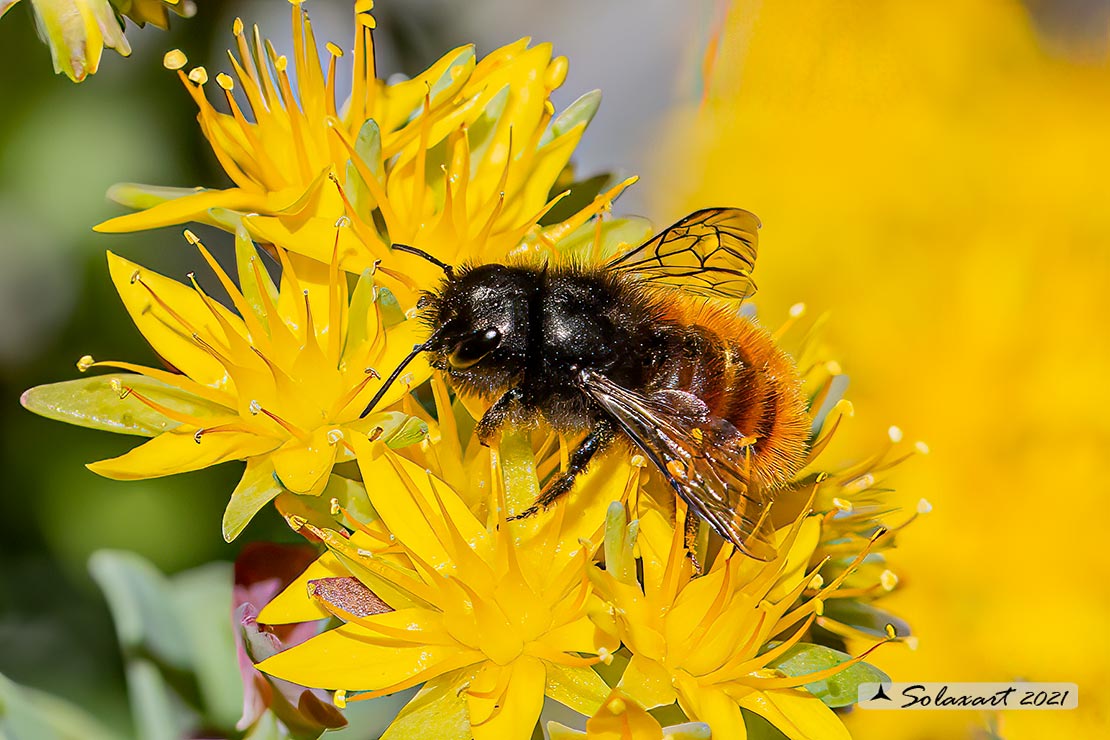 Osmia cornuta