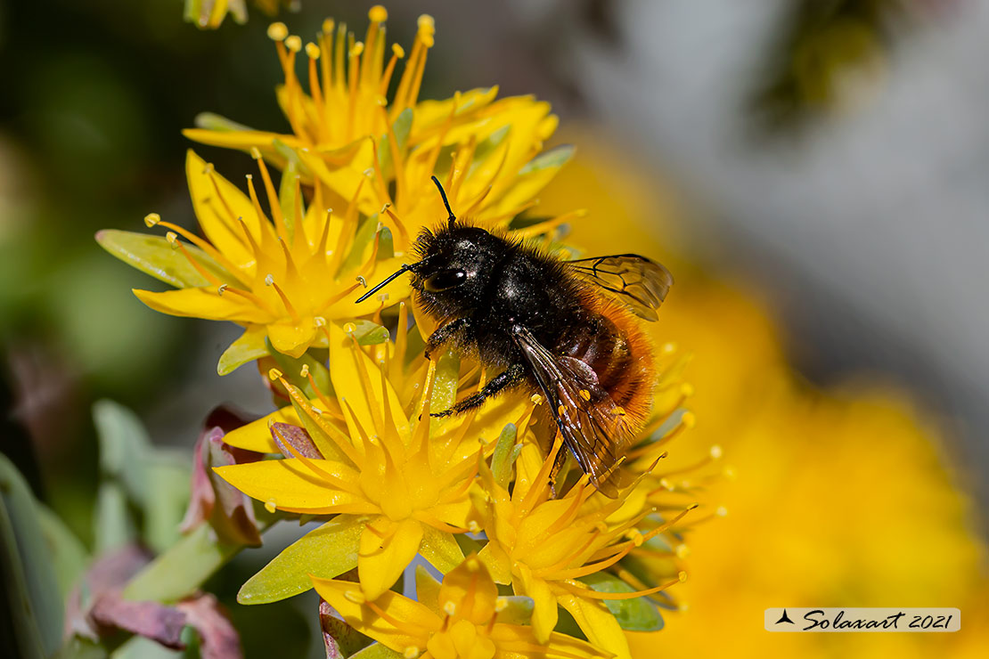 Osmia cornuta