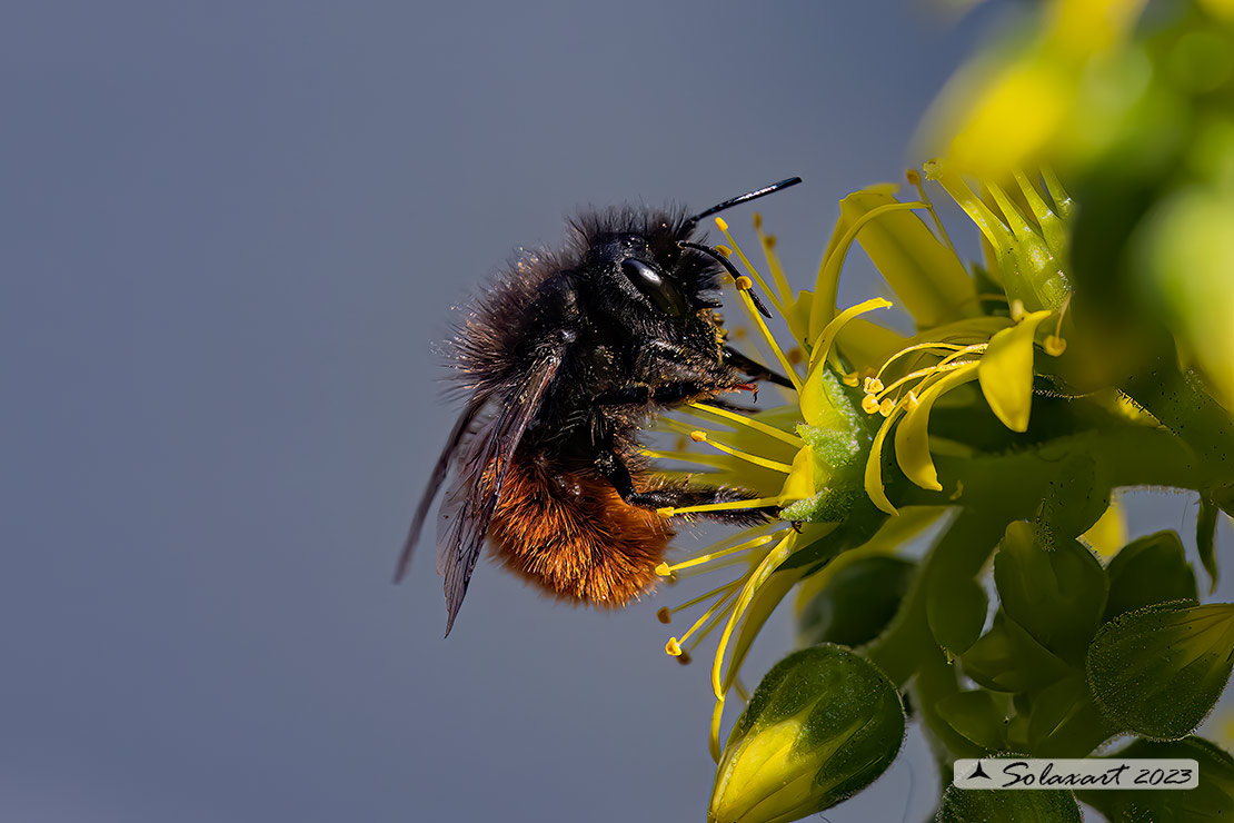 Osmia cornuta