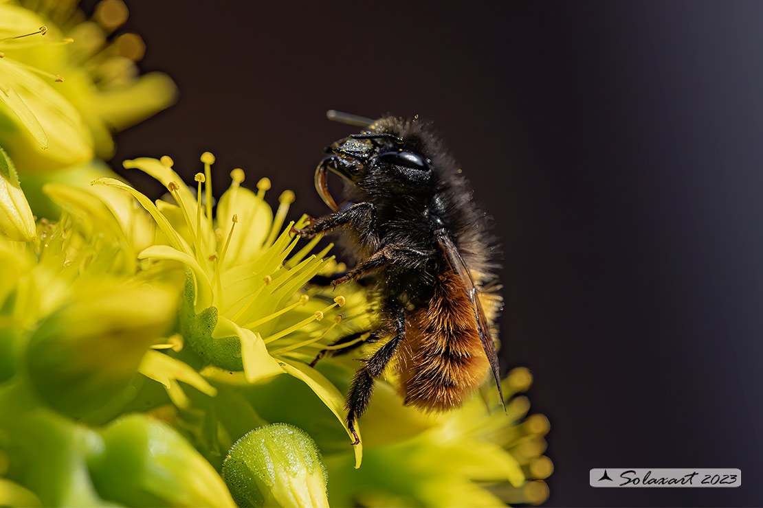 Osmia cornuta