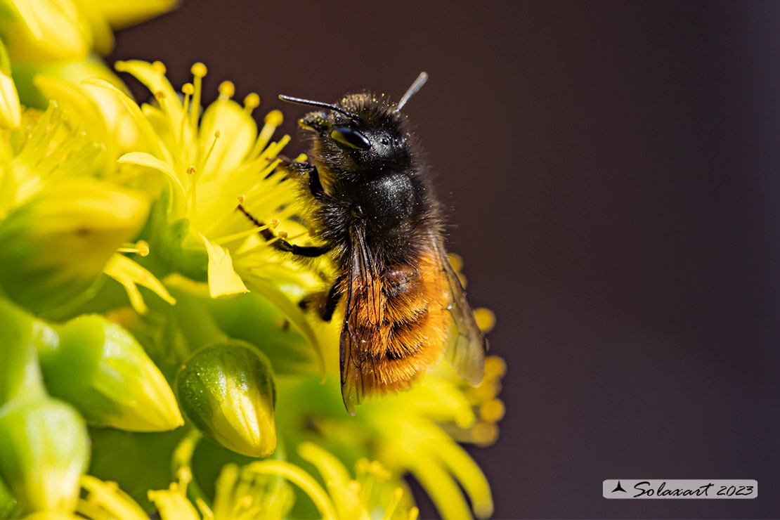 Osmia cornuta