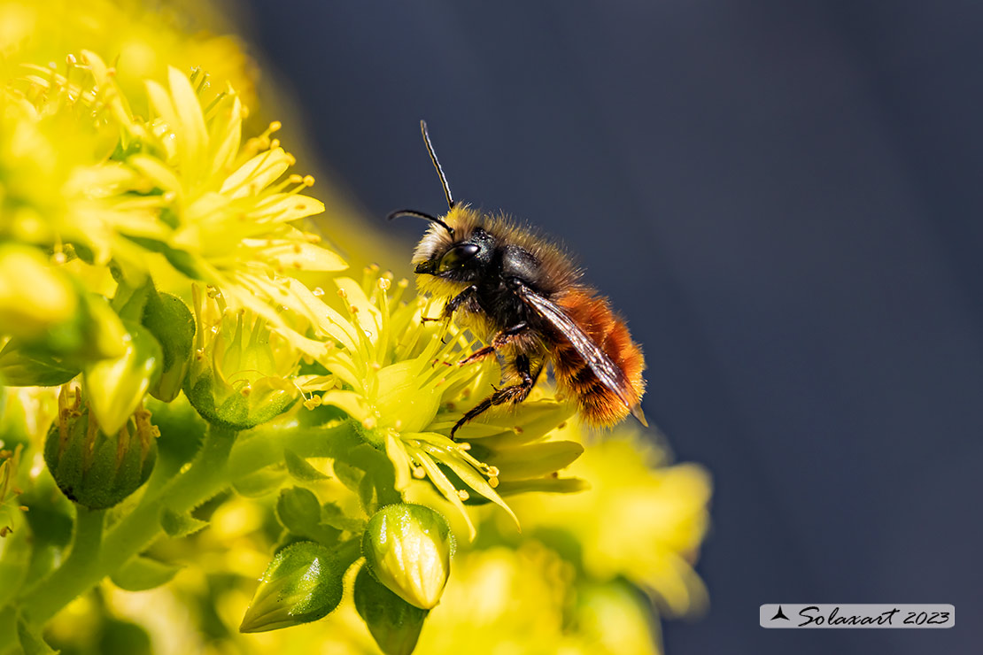 Osmia cornuta