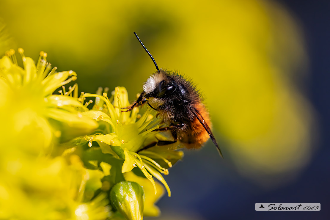 Osmia cornuta