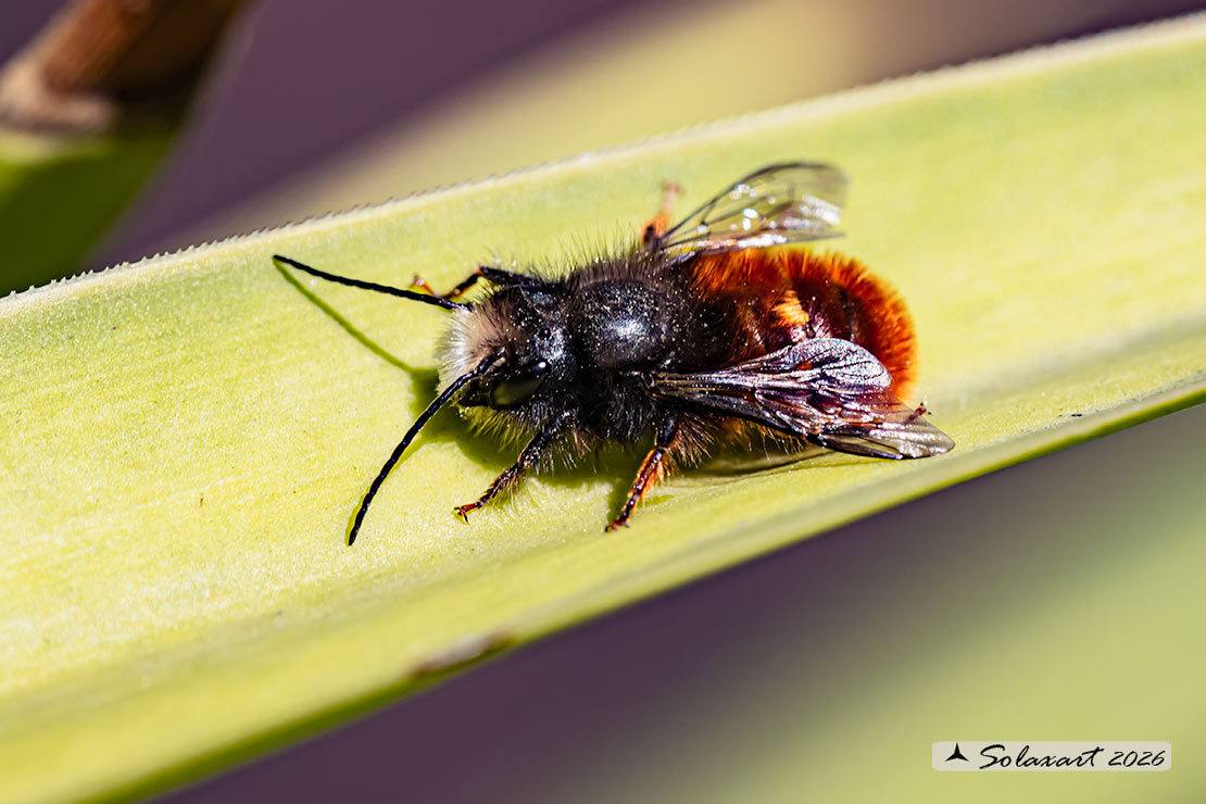 Osmia cornuta