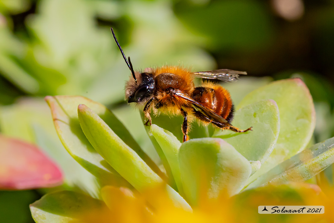 Osmia rufa