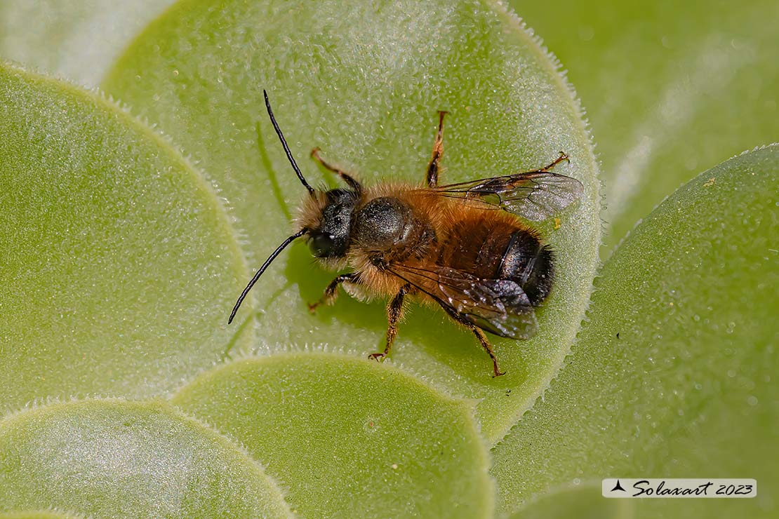 Osmia rufa