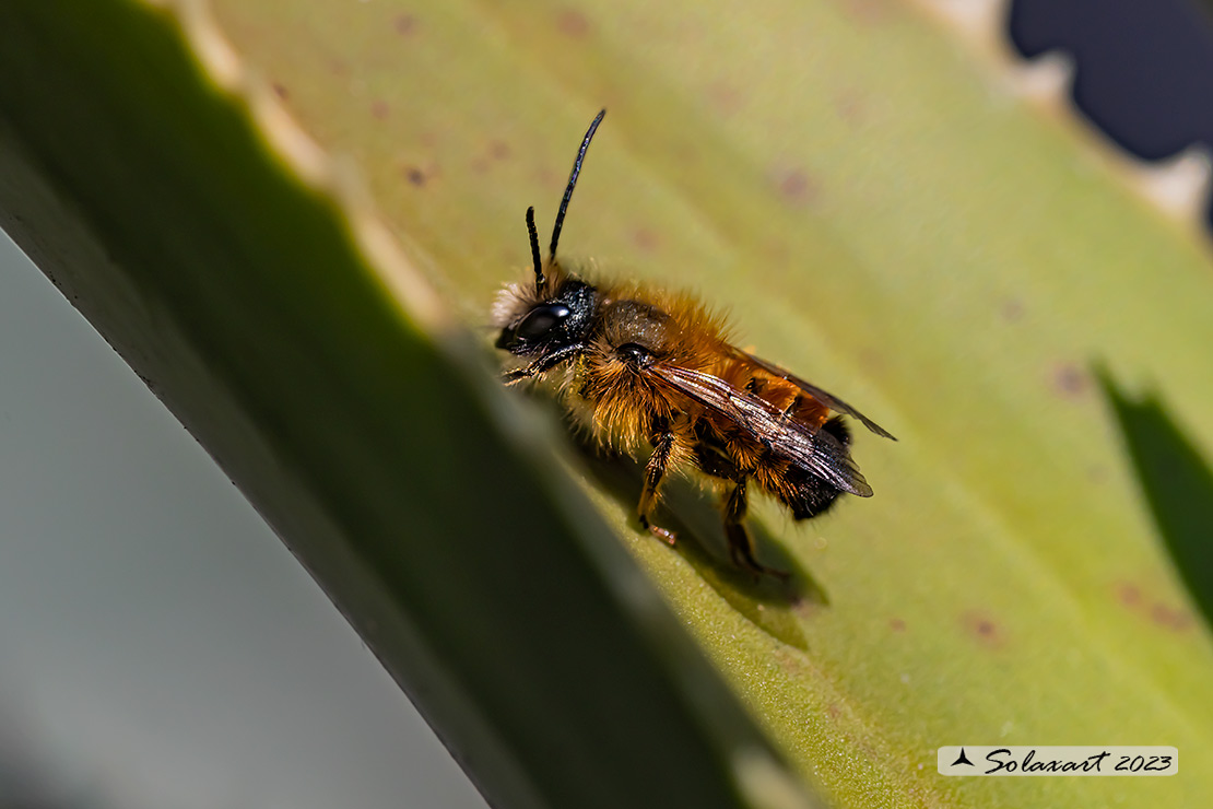 Osmia rufa