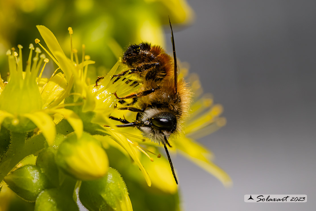 Osmia rufa