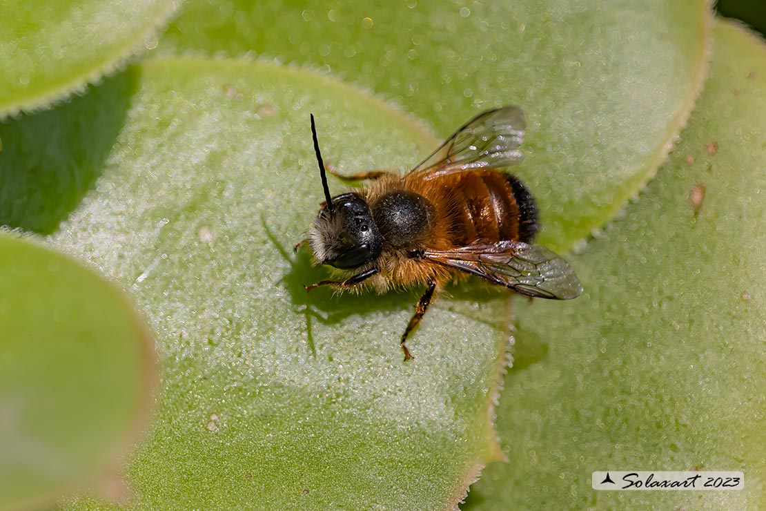 Osmia rufa