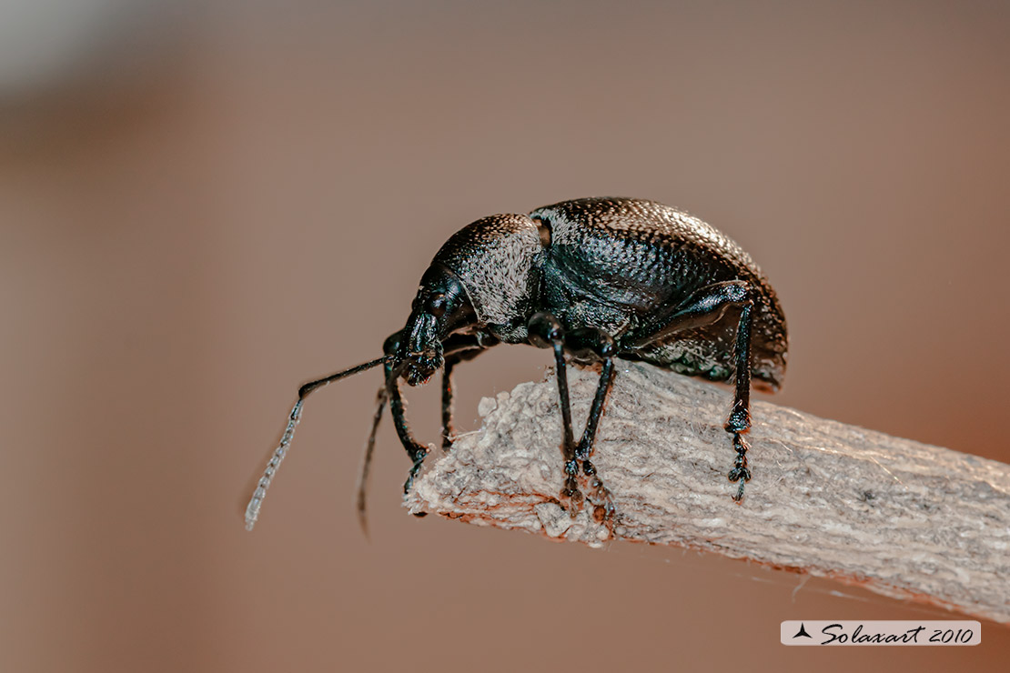 Otiorhynchus sp