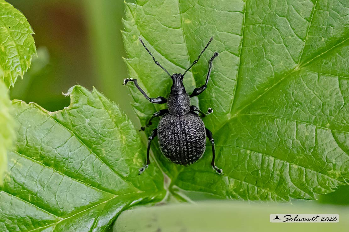 Otiorhynchus fortis
