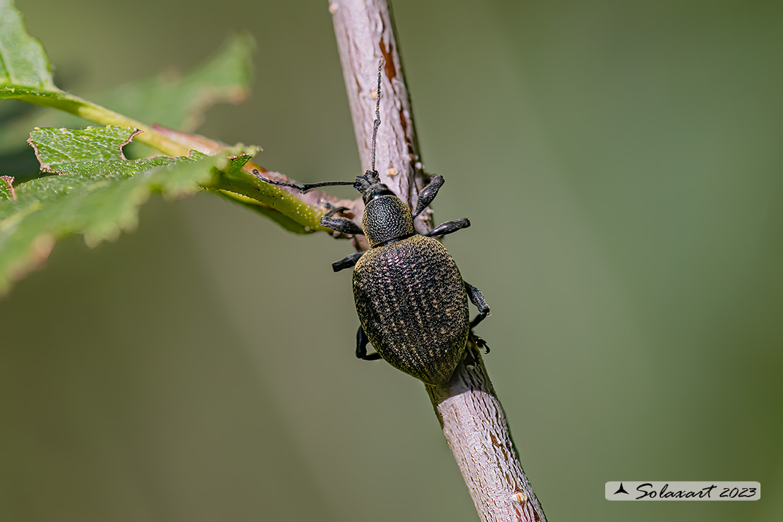 Otiorhynchus sulcatus