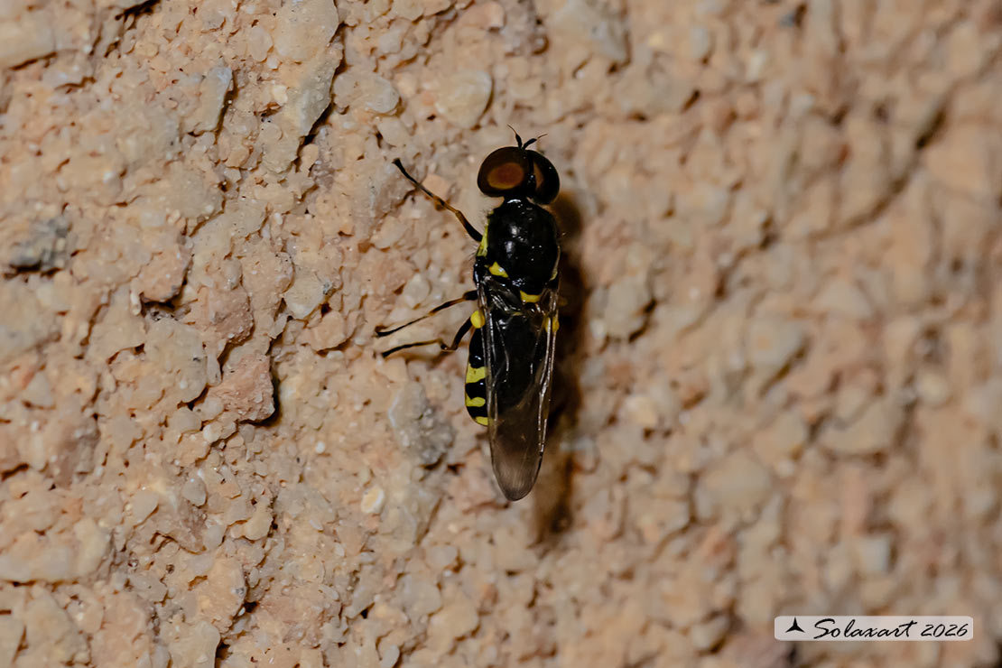 Oxycera rara