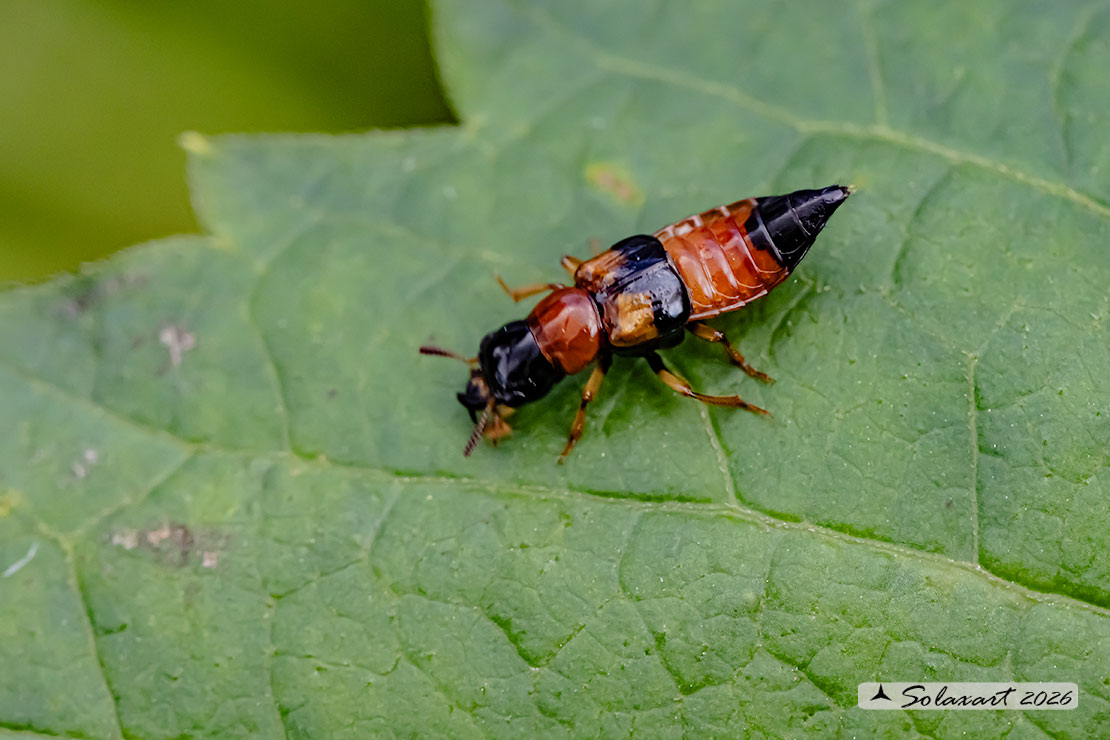Oxyporus rufus