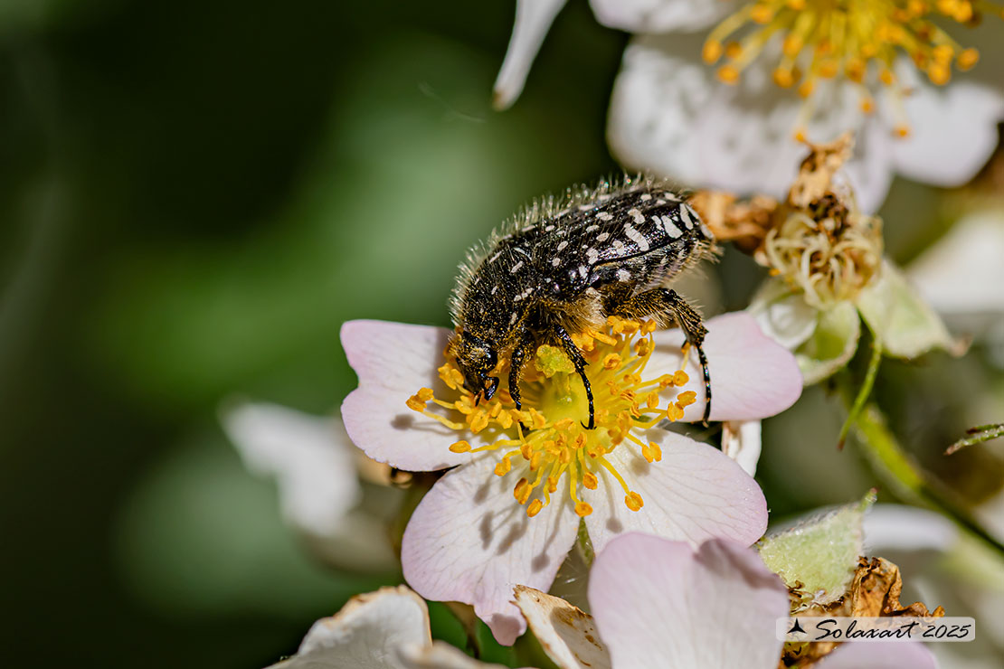 Oxythyrea funesta
