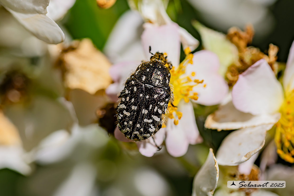Oxythyrea funesta