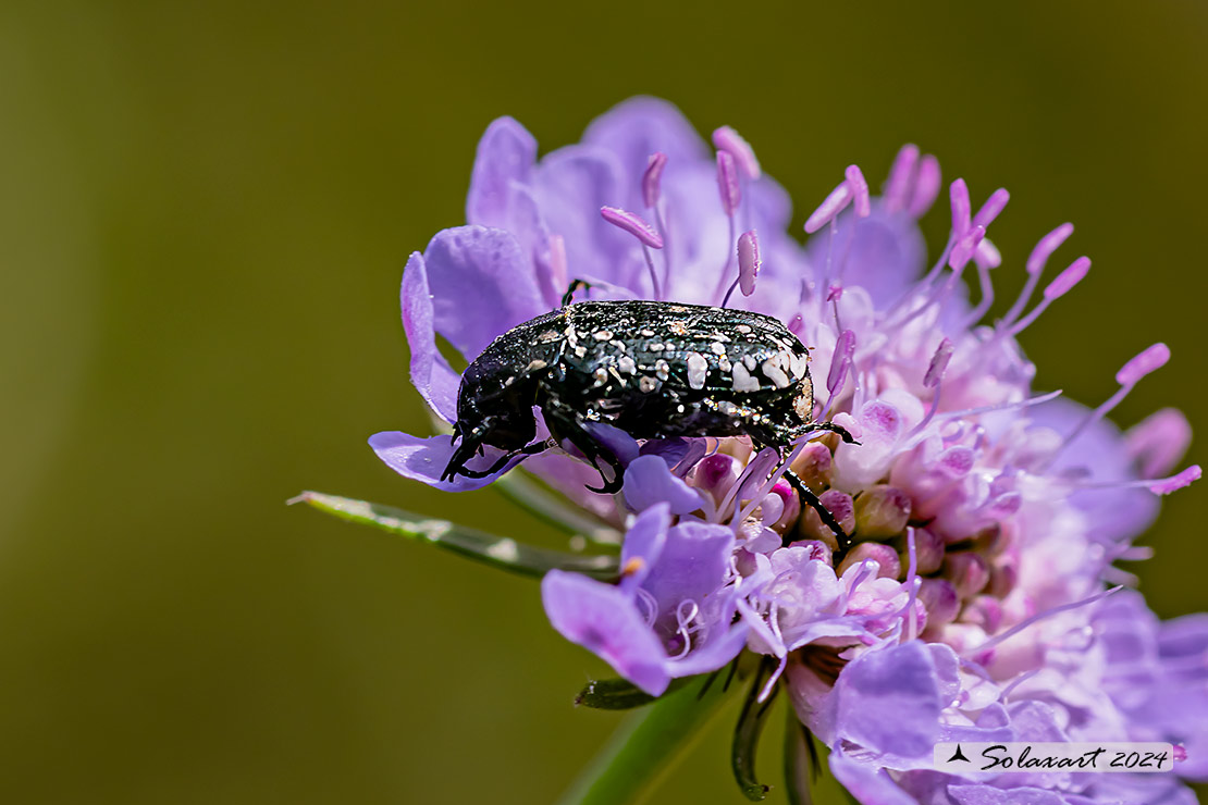 Oxythyrea funesta